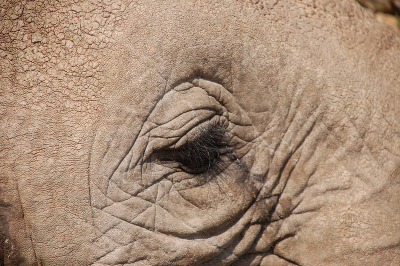 Illustration for article titled Out of Africa. Elephants